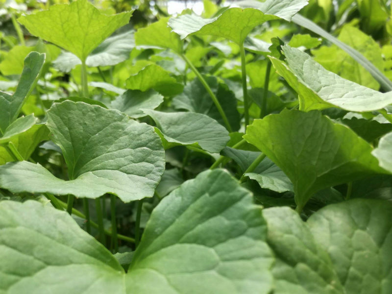 Centella pianta