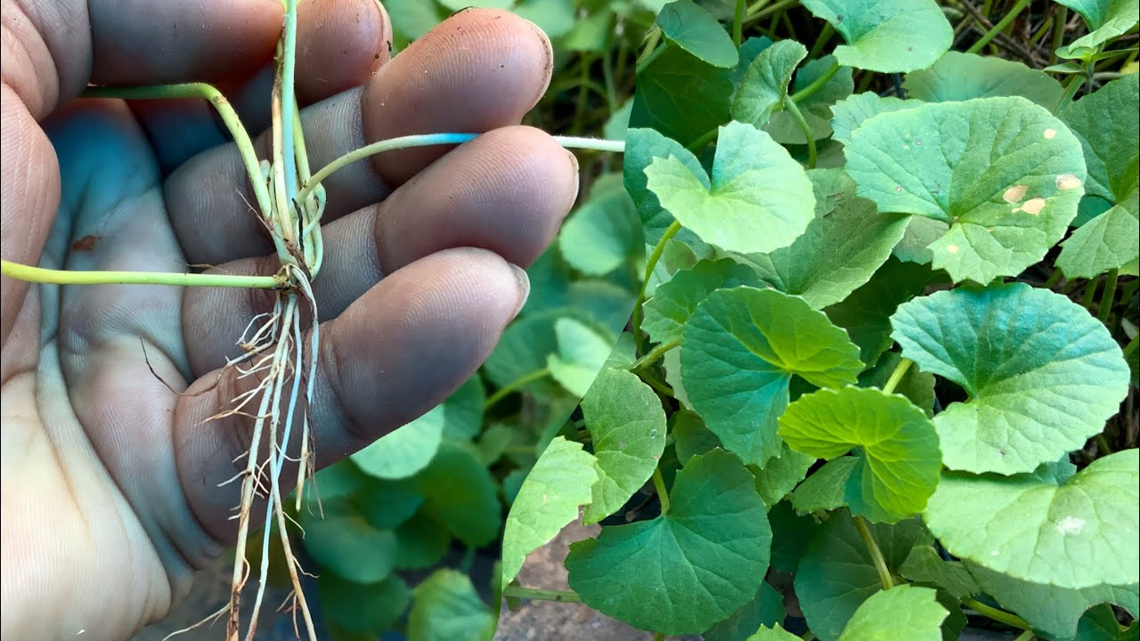 Centella cosmetica