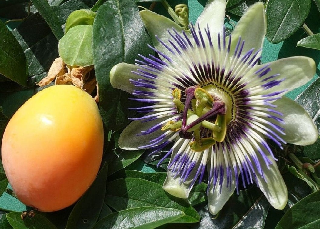 Passiflora pianta