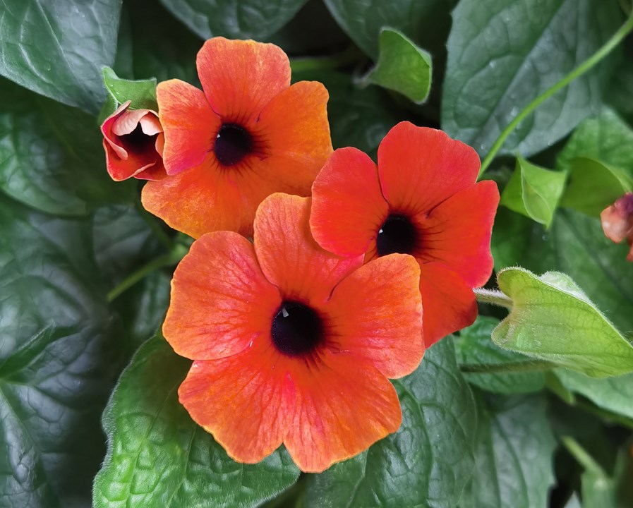 thunbergia pianta