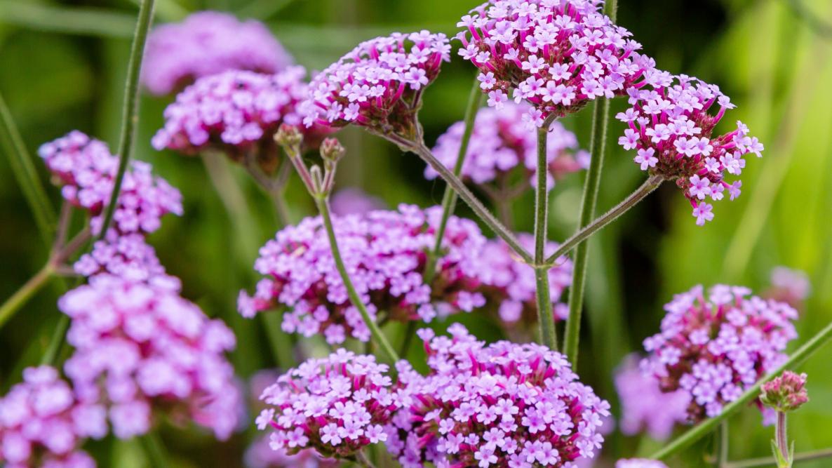 Verbena coltivazione