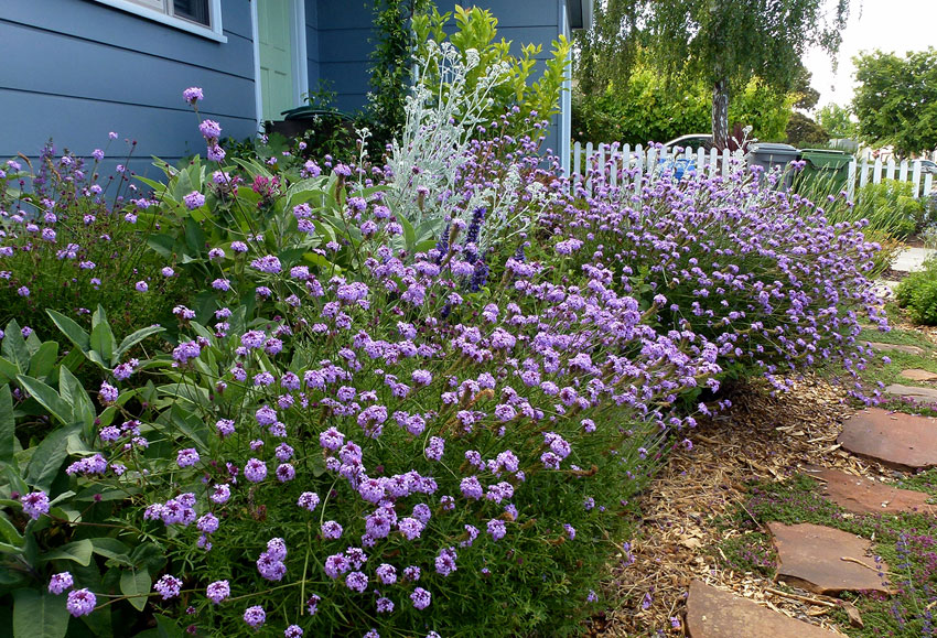 Verbena fiore