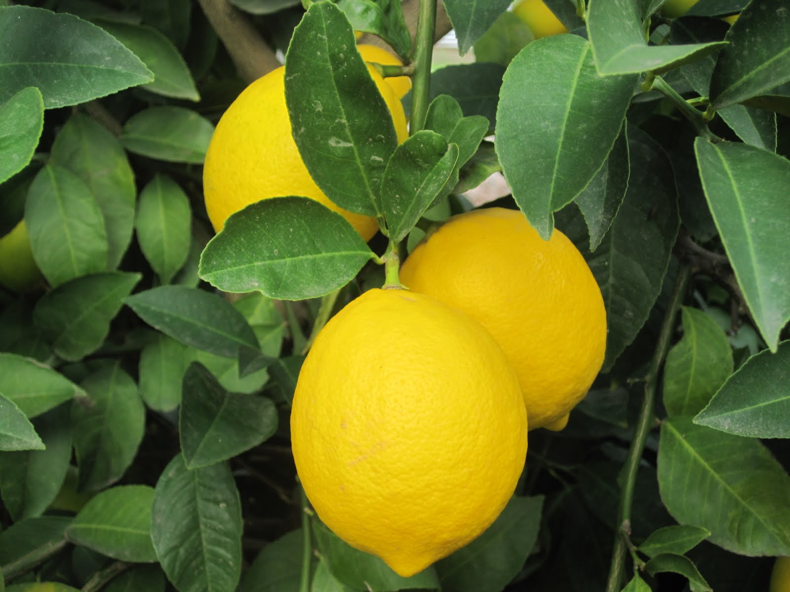 Limone frutto