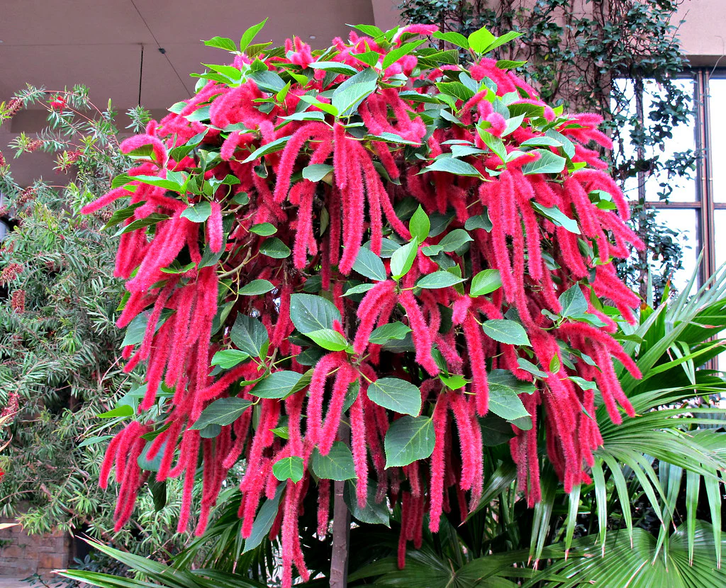 Acalypha Pianta