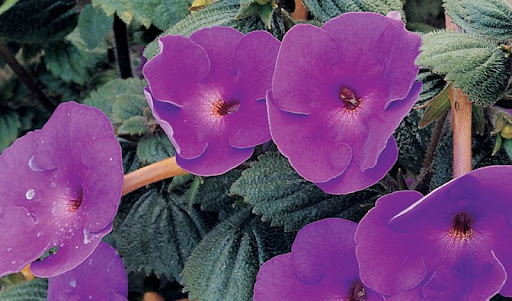 Achimenes