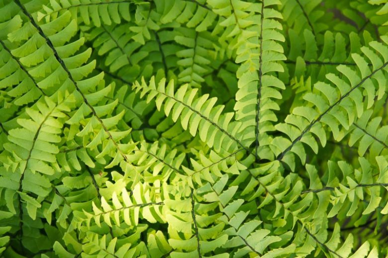 Adiantum Pianta