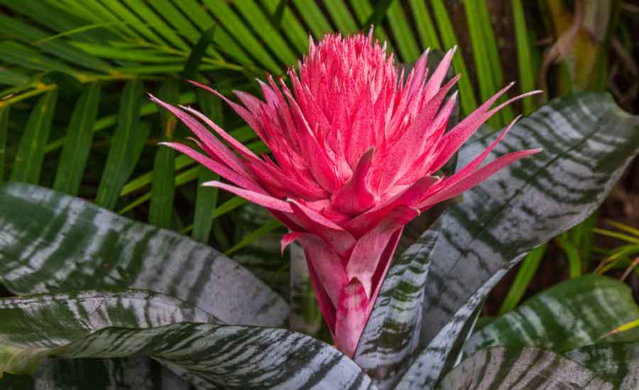 Aechmea Pianta