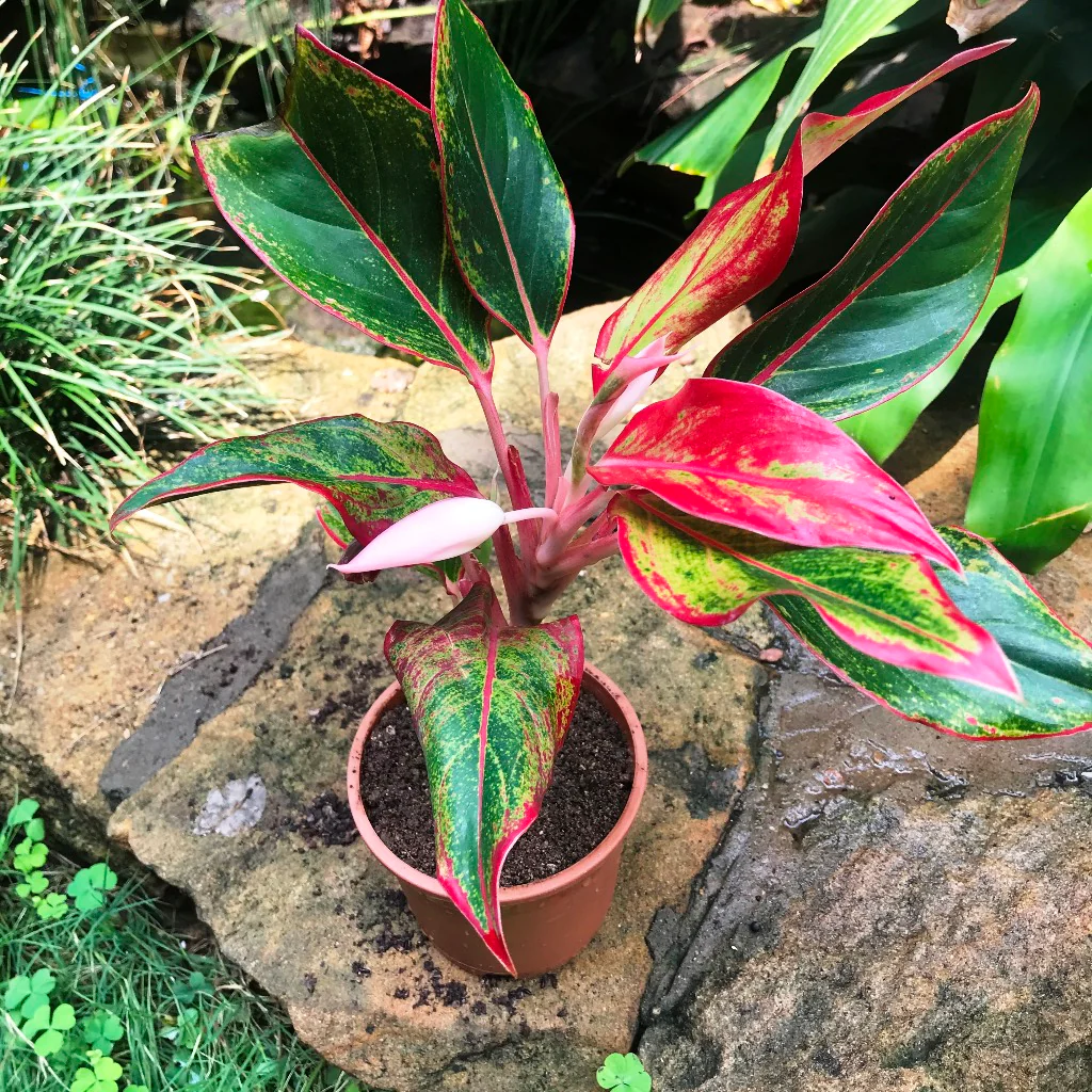 Aglaonema Pianta