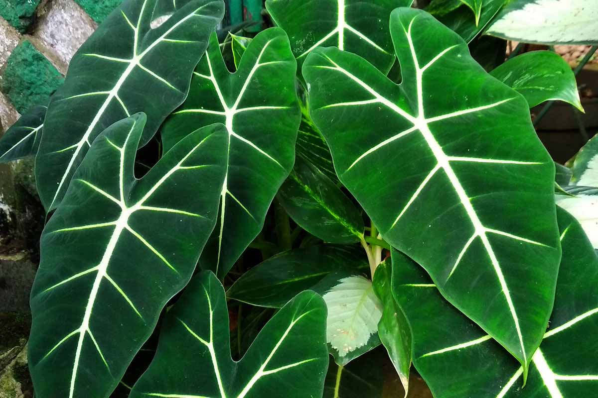 Alocasia