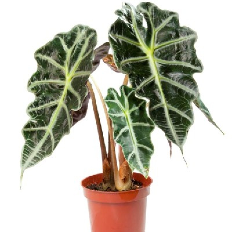 Alocasia Pianta