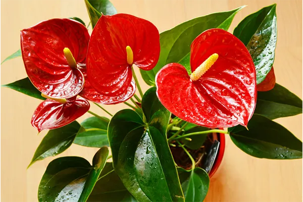 Anthurium Pianta