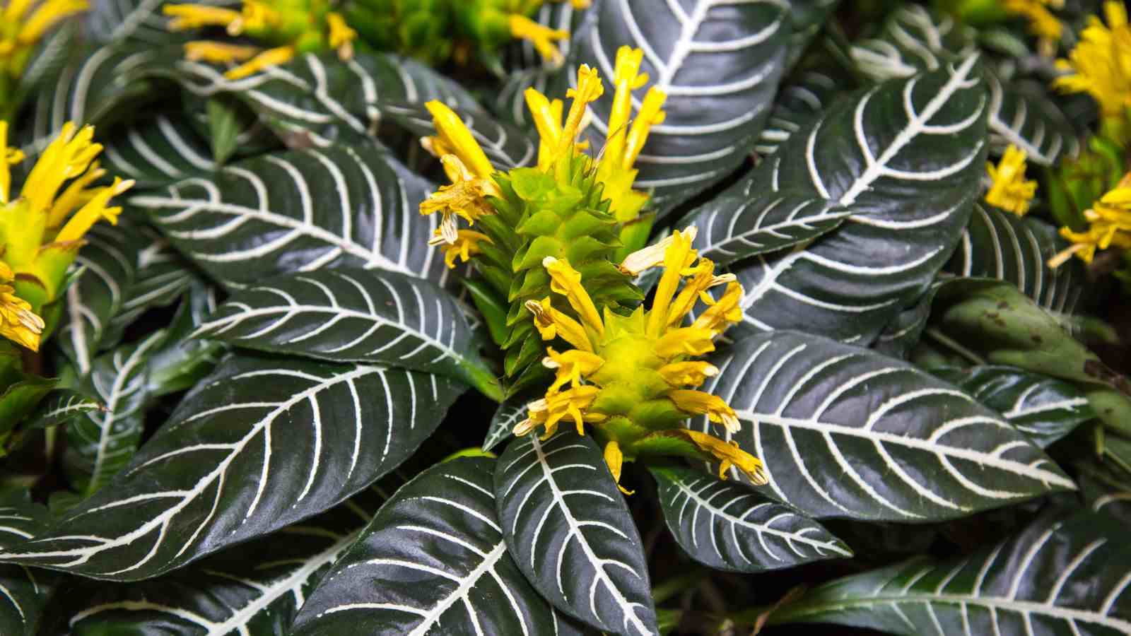 Aphelandra