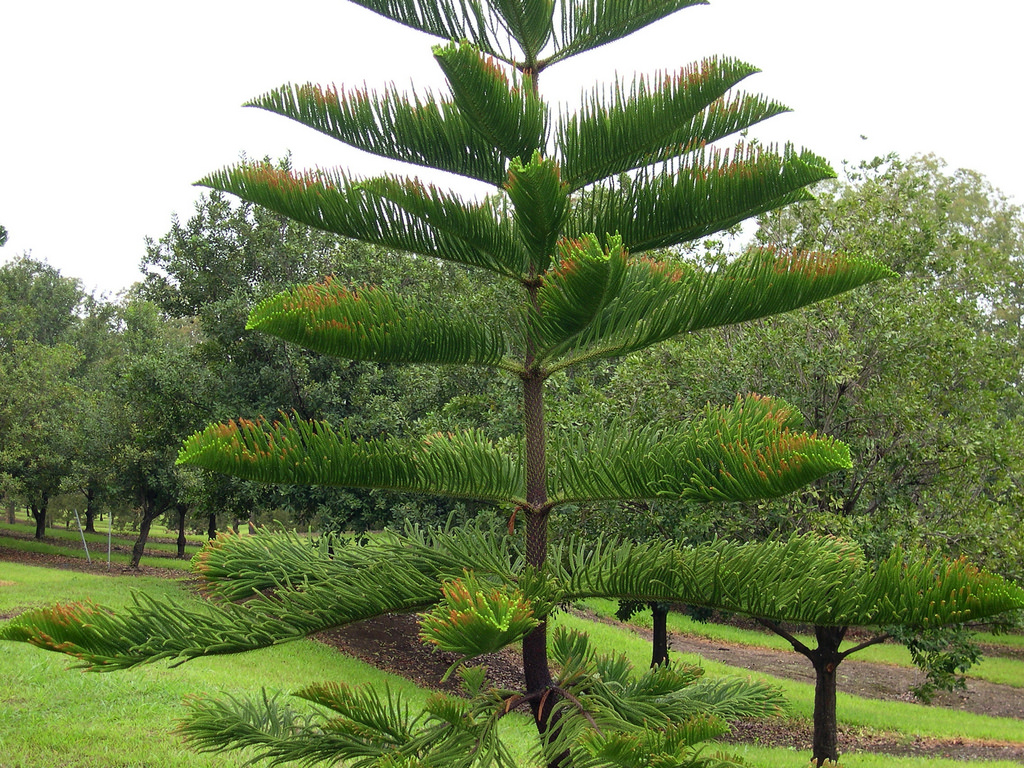 Araucaria