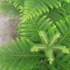 Araucaria Pianta