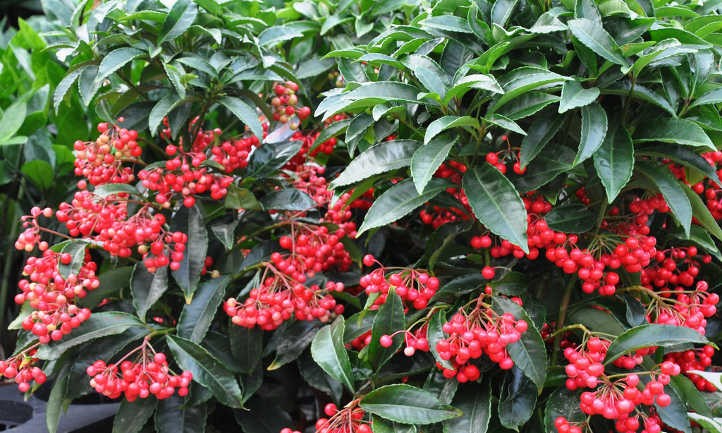 Ardisia