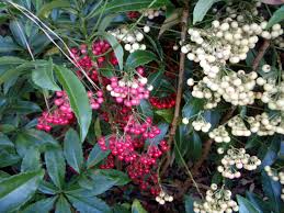 Ardisia Pianta