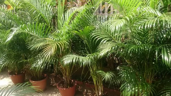 Areca Pianta