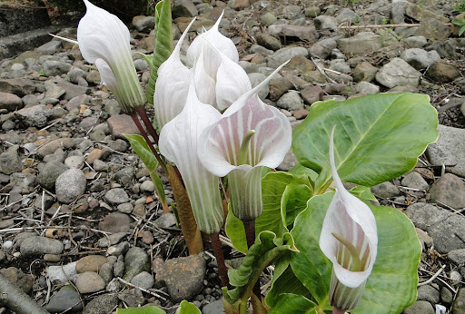 Arisaema