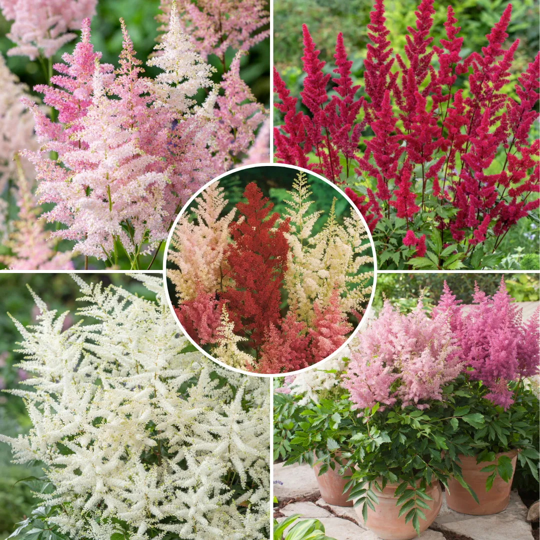 Astilbe