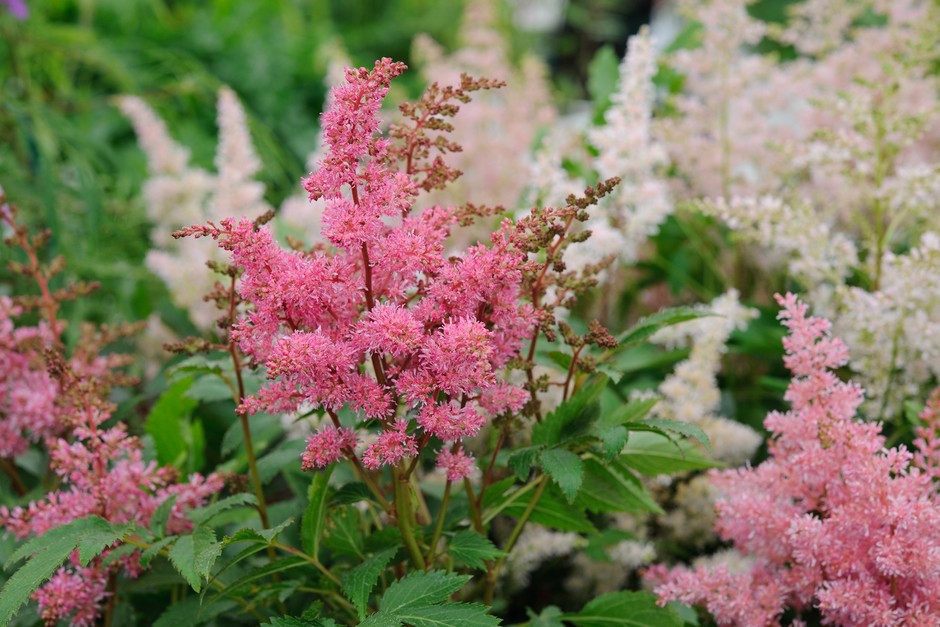 Astilbe Pianta