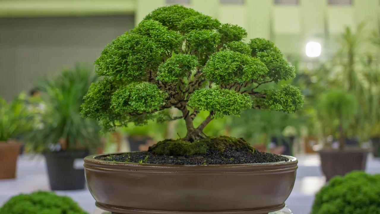 Bonsai Pianta