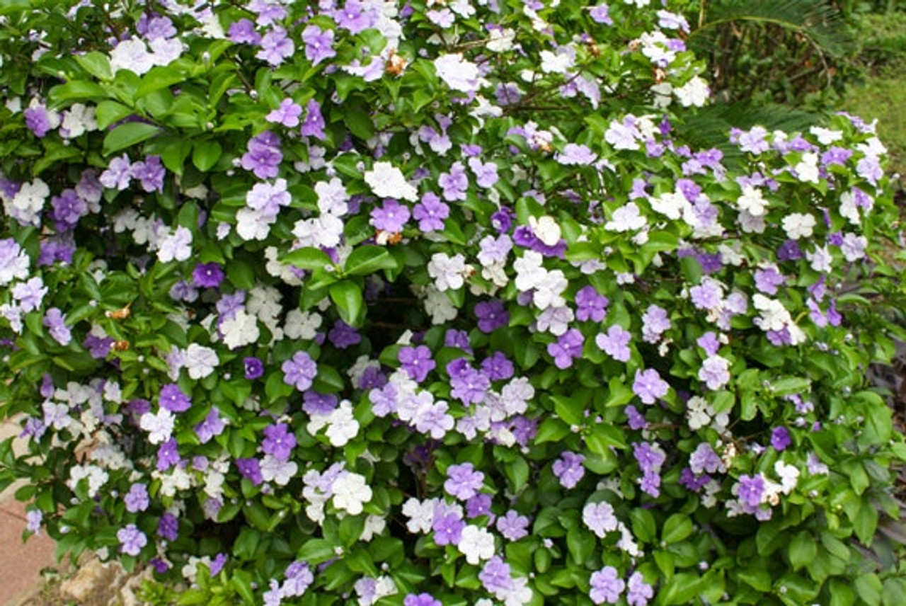 Brunfelsia