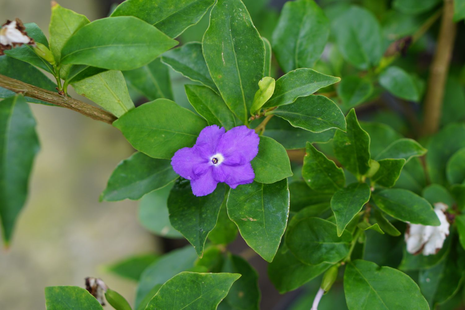 Brunfelsia Pianta