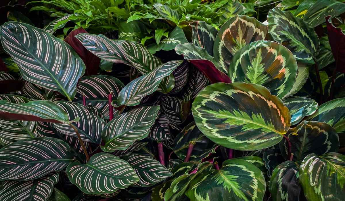 Calathea Pianta