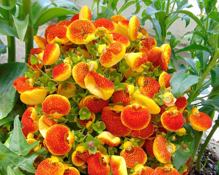 Calceolaria