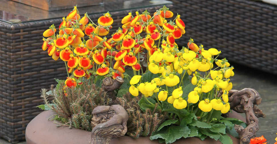 Calceolaria Pianta