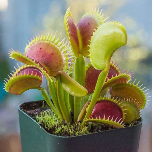 Dionaea Piante Carnivore