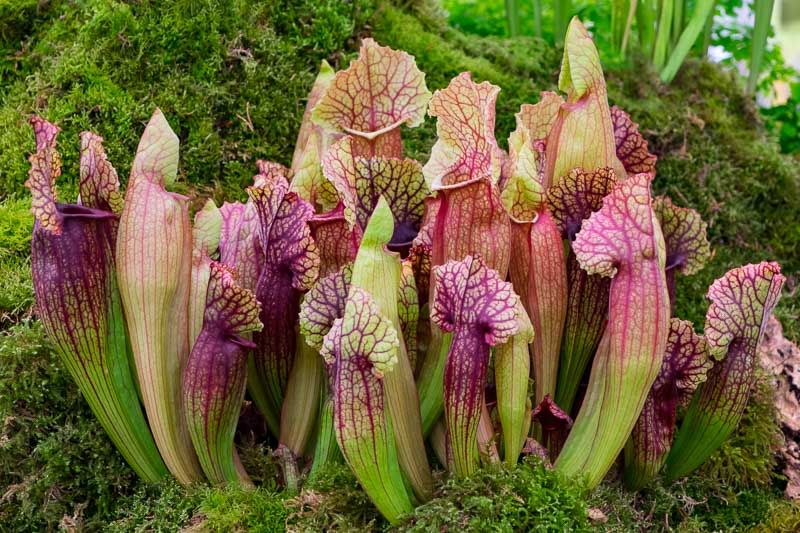 Sarracenia Piante Carnivore