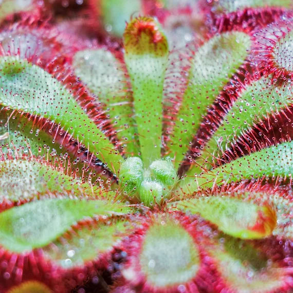 Drosera Piante Carnivore