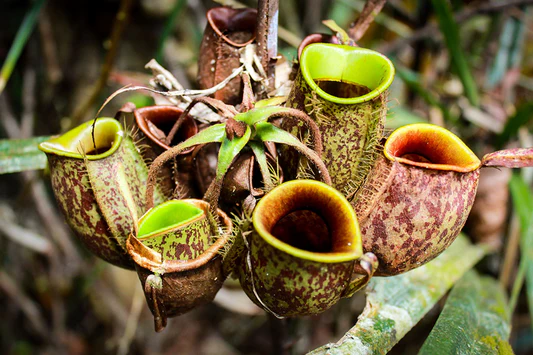 Nepenthes Piante Carnivore