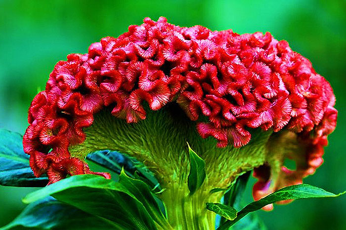 Celosia Pianta