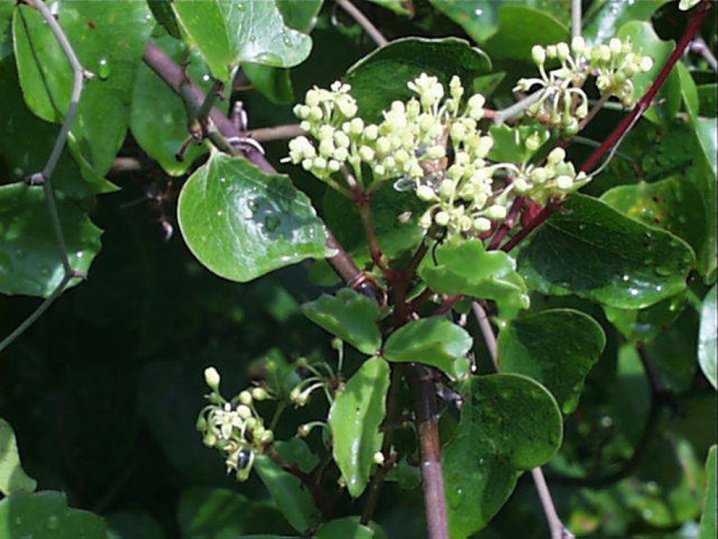 Cissus Pianta