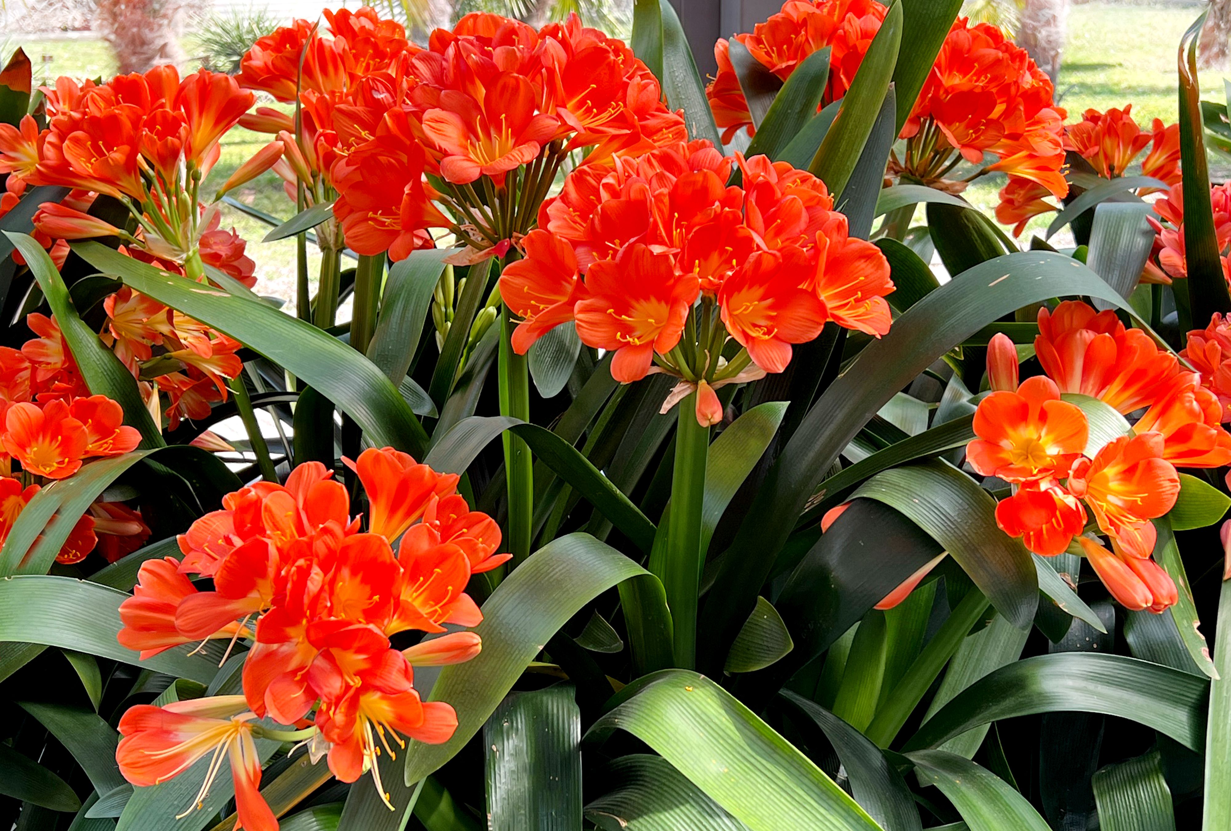 Clivia