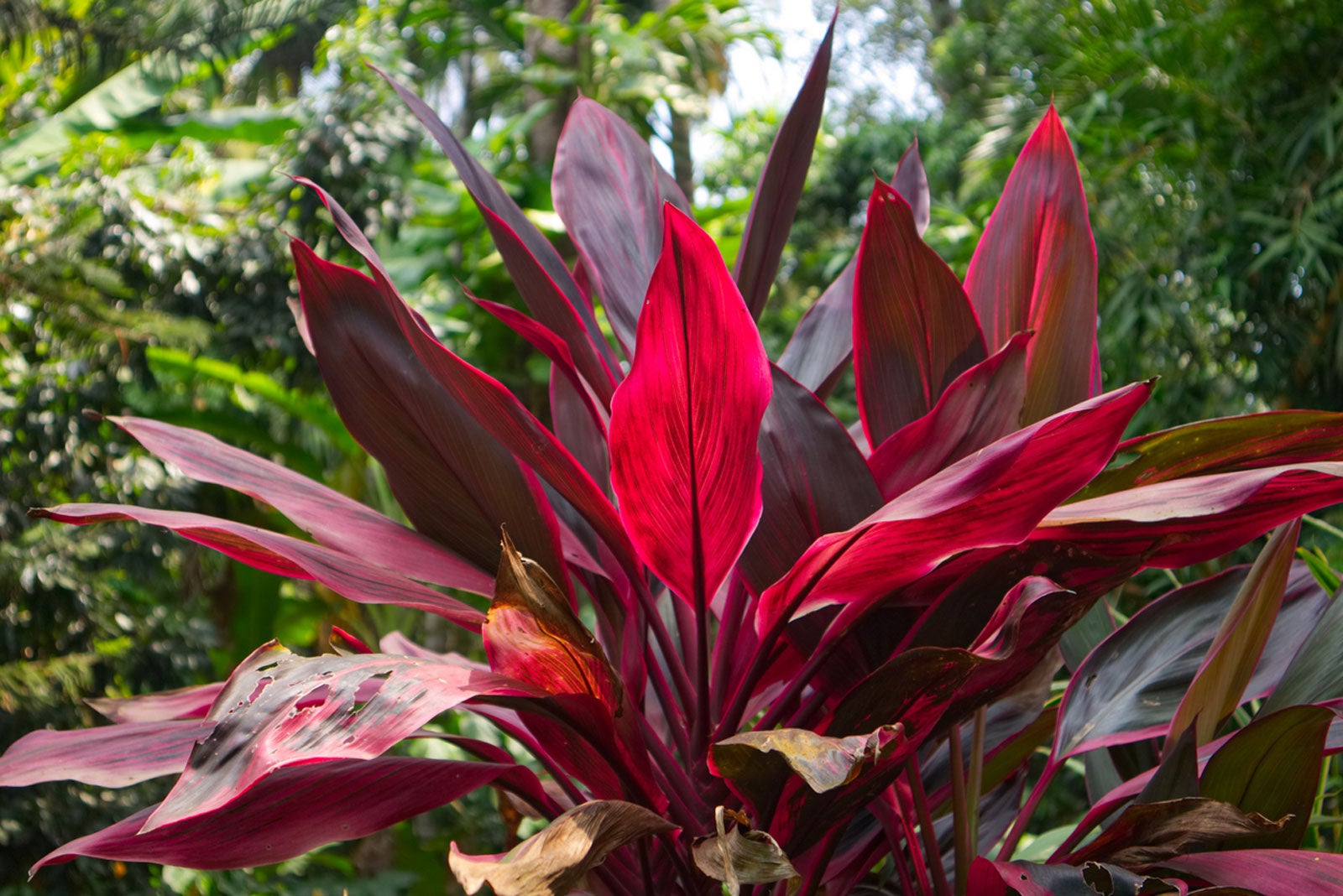 Cordyline