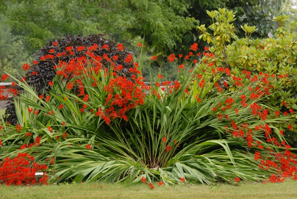 Crocosmia