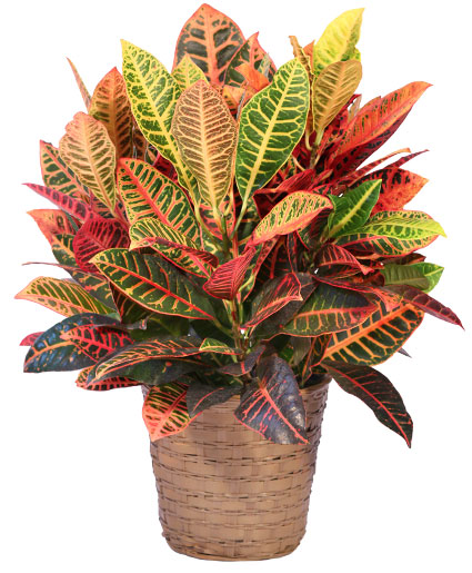 Croton Pianta