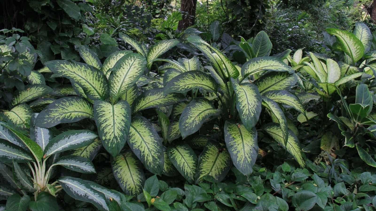 Dieffenbachia