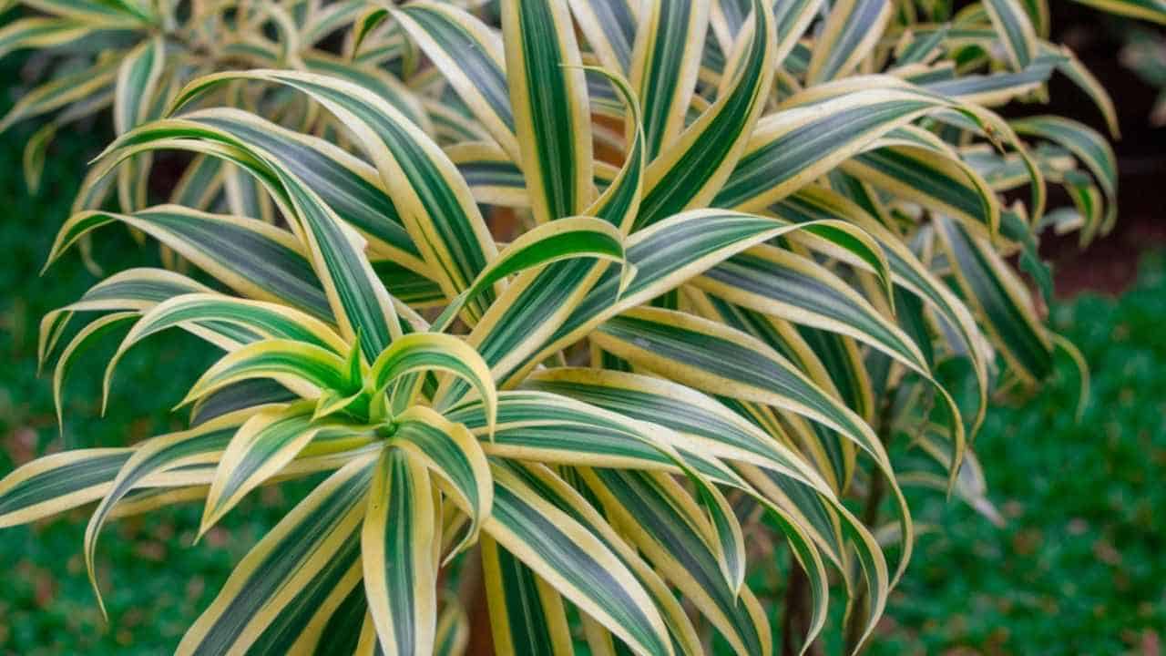 Dracena