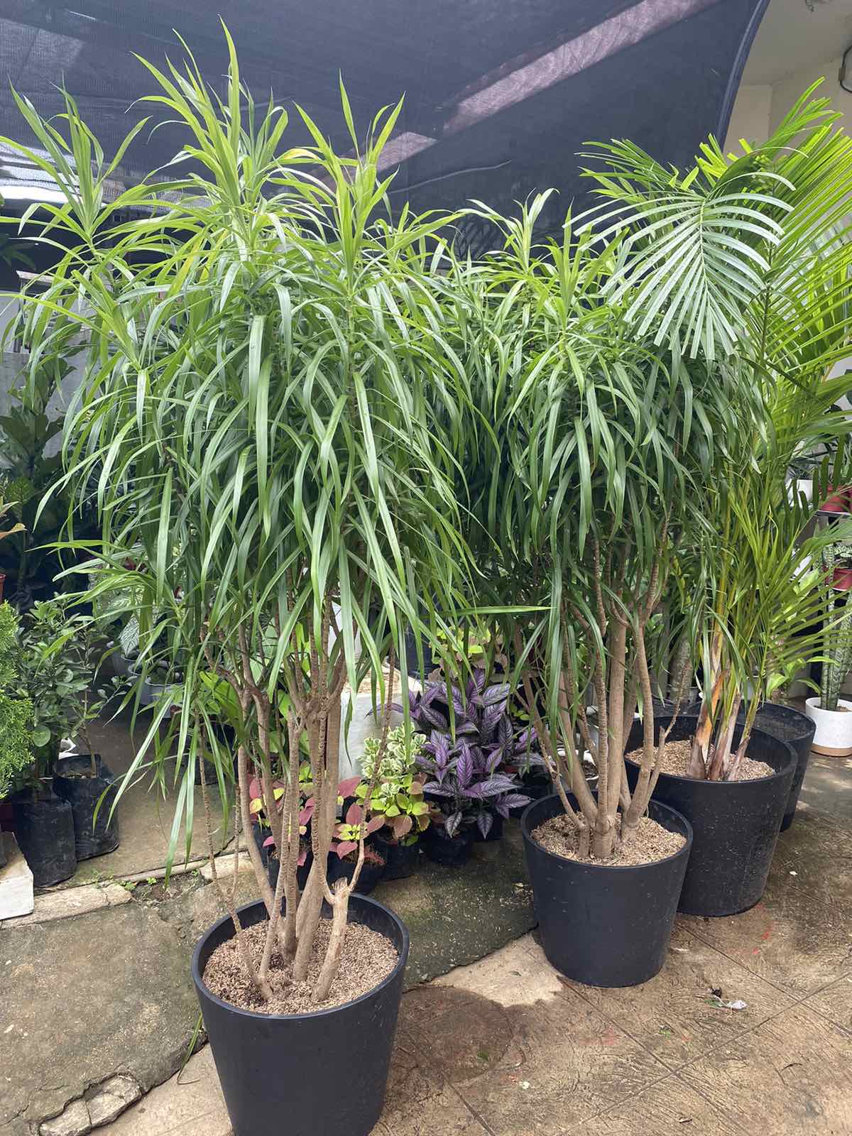 Dracena Pianta