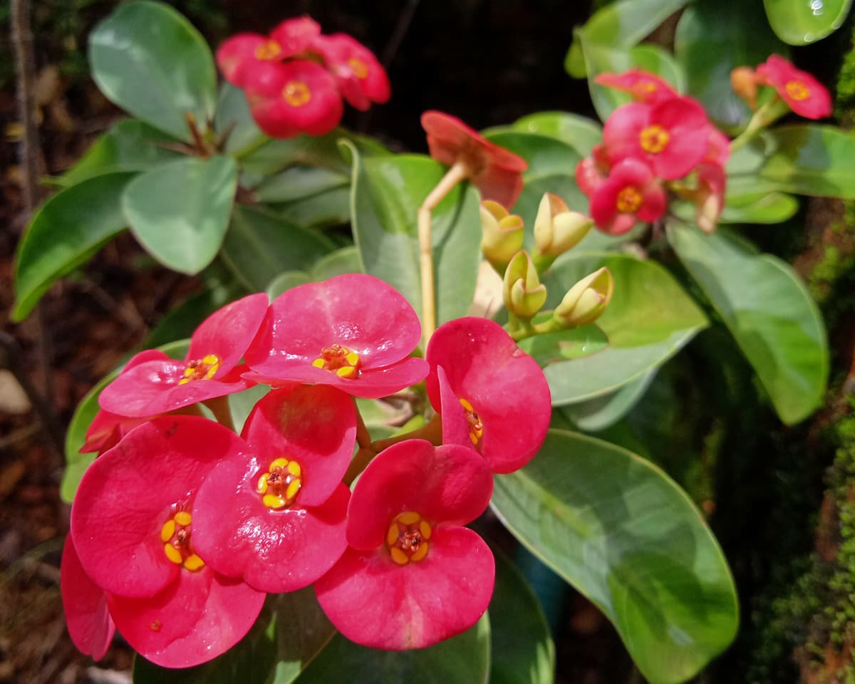 Euphorbia Pianta