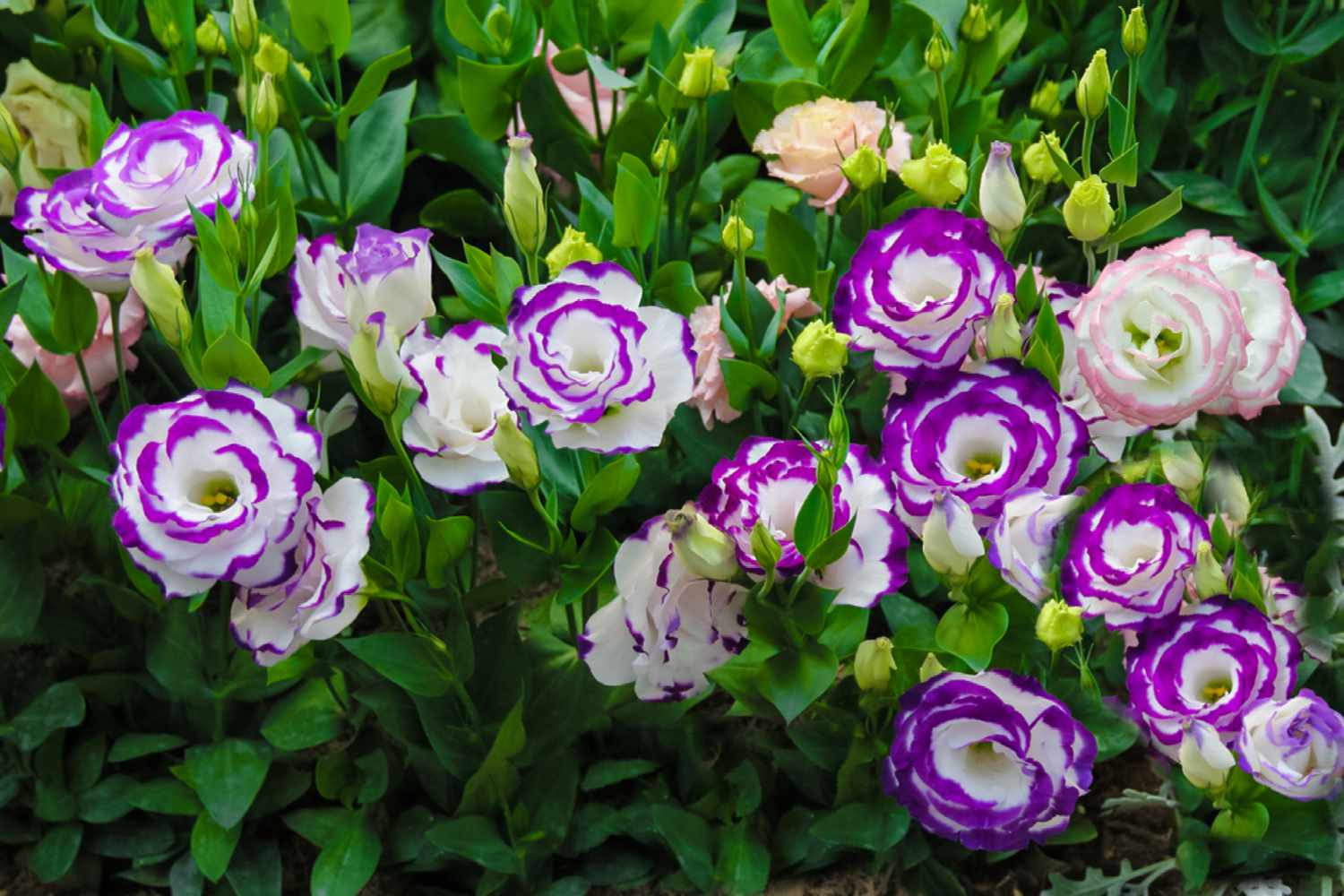 Eustoma