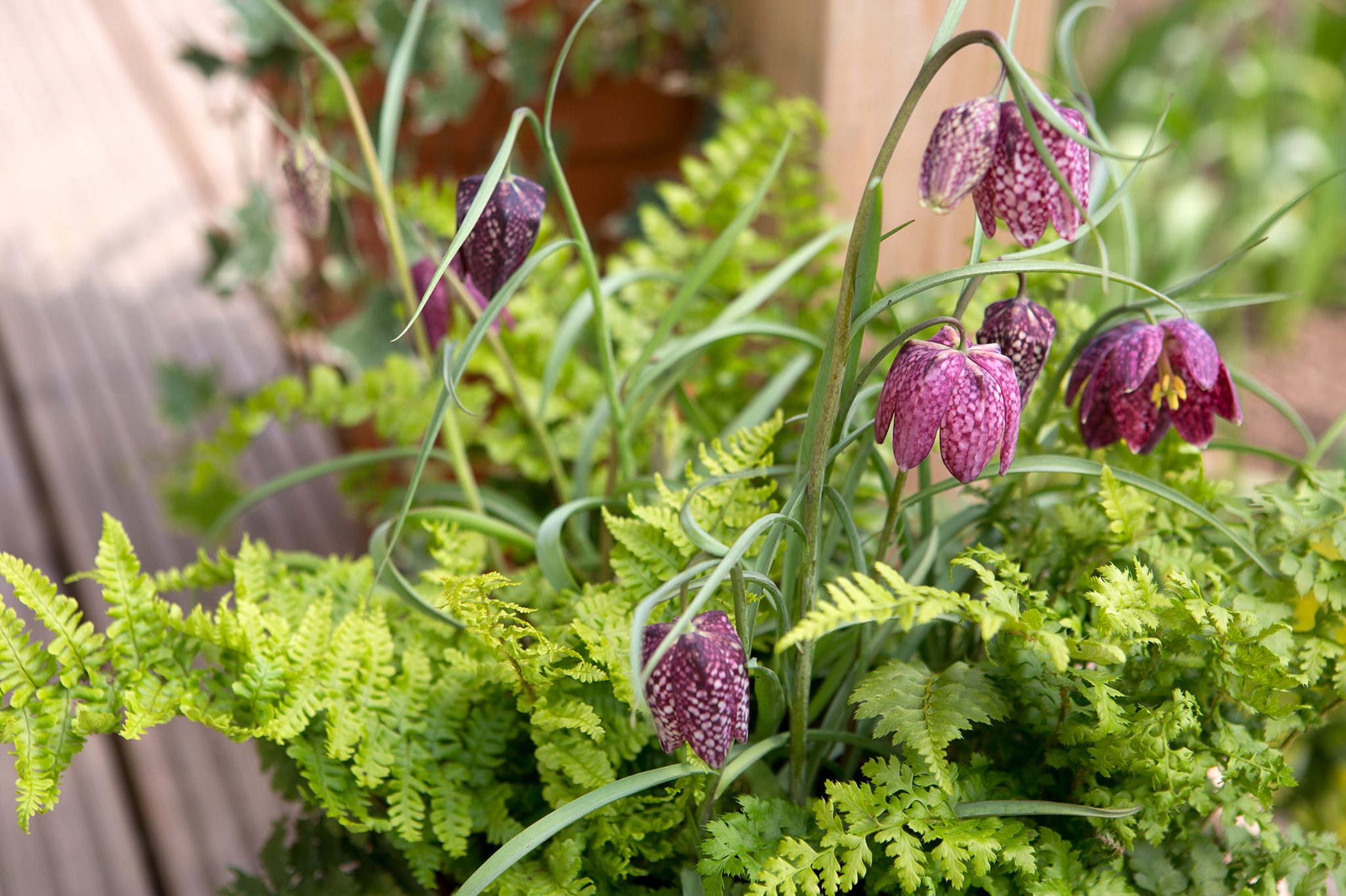 Fritillaria