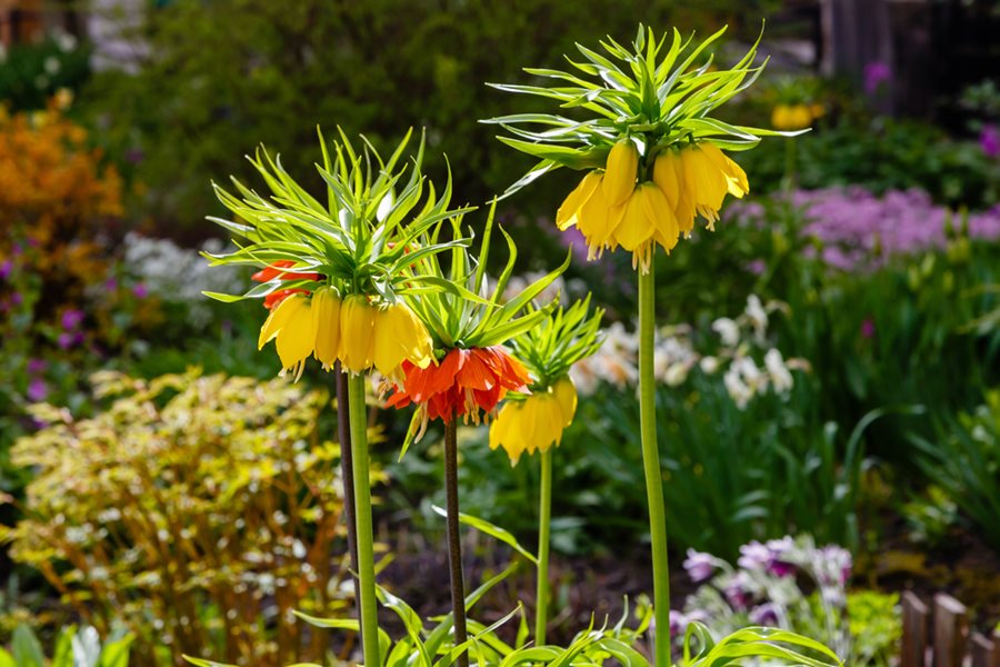 Fritillaria Pianta