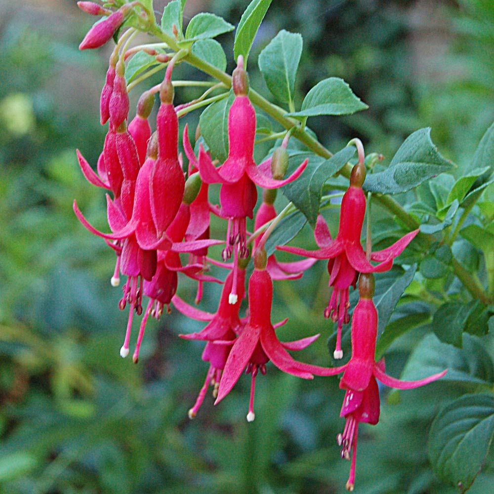 Fucsia Pianta