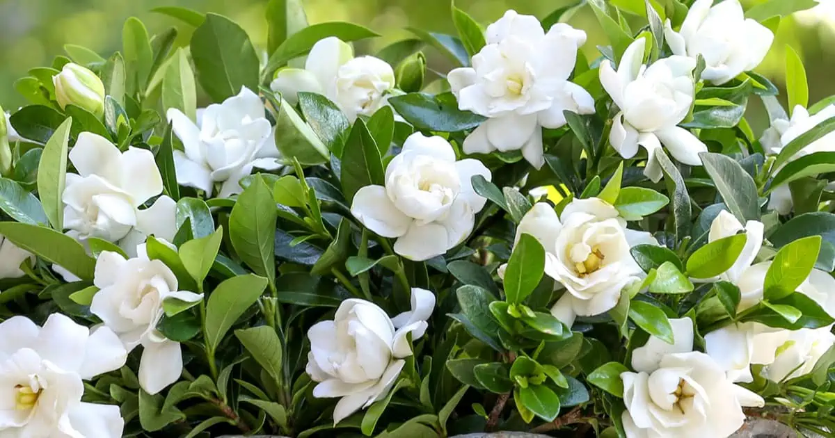 Gardenia