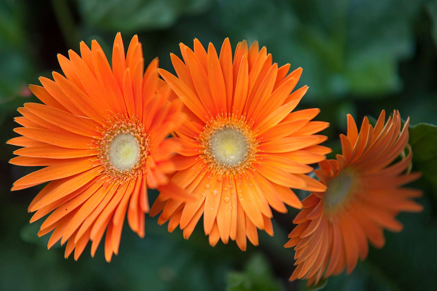 Gerbera